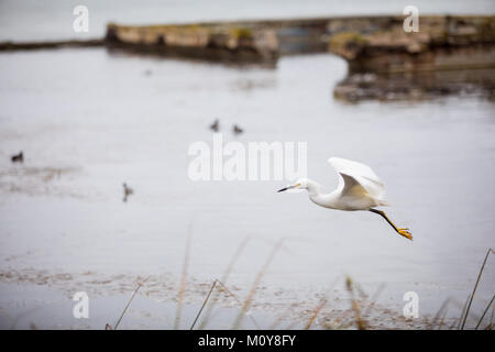 Gli uccelli acquatici uccelli a Sutro Bagni San Francisco Foto Stock