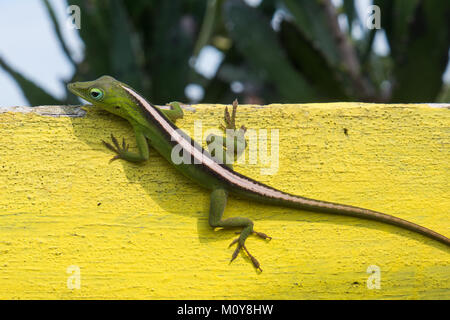 Verde lucertola Anolis sul segno, El Yunque National Park in Baracoa, Cuba Foto Stock