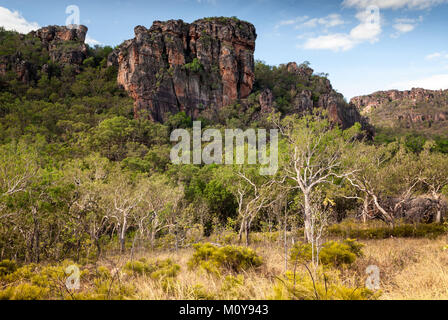 Paperbark alberi al tramonto nel Nourlangie badlands, Parco Nazionale Kakadu Foto Stock