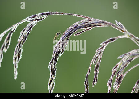 (Zanzara Culex pipiens) femmina resto sul fiore di erba, naturale sfondo verde . Giorno di estate Foto Stock