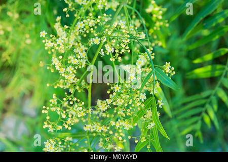 Dondolando ramo di albero con giovani fresche foglie verdi e bella gara Piccoli fiori bianchi. Vibranti colori pastello Golden Luce solare Flare. Spari di pasqua Foto Stock