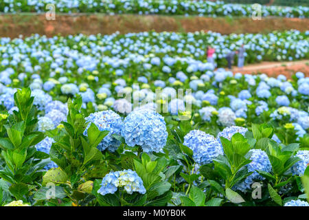 Campo ortensie con centinaia di fiori che fioriscono tutte le colline bella mattinata d'inverno. Questo è un posto da visitare ecologico giardino turistico attrae altre Foto Stock