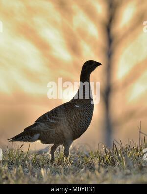 Sunrise back-light Ritratto di femmina nera gallo cedrone (Tetrao tetrix). Inizio morningin la foresta. La Russia Foto Stock