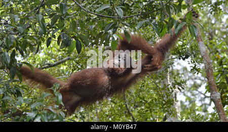 Rilassante orangutan in rami di alberi. Bornean orangutan (Pongo pygmaeus wurmmbii) nella natura selvaggia. La foresta pluviale di isola di Borneo. Indonesia. Foto Stock