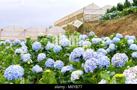 Campo ortensie con centinaia di fiori che fioriscono tutte le colline bella mattinata d'inverno. Questo è un posto da visitare ecologico giardino turistico attrae altre Foto Stock