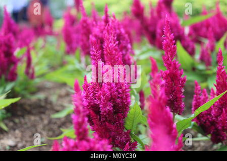 Fiore rosso nel campo Foto Stock