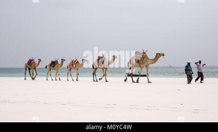 Camel convoglio presso la spiaggia Foto Stock