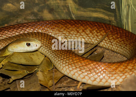 Taipan costiero Foto Stock