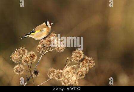 Un bel Cardellino (Carduelis carduelis) arroccato e alimentando sui semi di bardana maggiore (Arctium lappa). Foto Stock