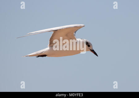 Chiudere l immagine del gabbiano in volo Foto Stock