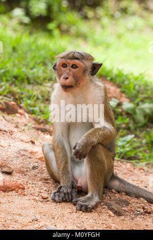 Toque scimmia macaco, Macaca sinica, Sri Lanka Foto Stock