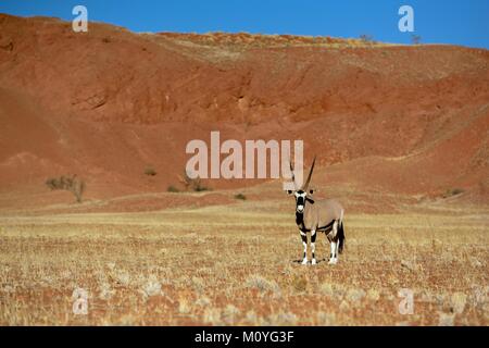 Gemsbok (Oryx gazella) nel paesaggio arido,Gondwana Namib Park,vicino a Sesriem,Hardap regione,Namibia Foto Stock