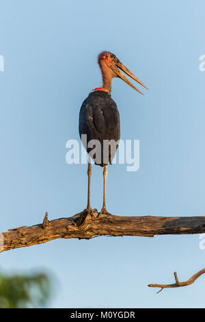 Marabou stork (Leptoptilos crumeniferus) si trova in corrispondenza di Ast,Chobe National Park,Chobe District,Botswana Foto Stock