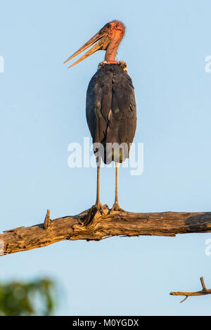 Marabou stork (Leptoptilos crumeniferus) si trova in corrispondenza di Ast,Chobe National Park,Chobe District,Botswana Foto Stock