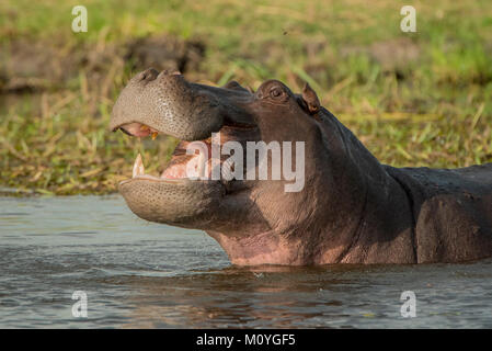 Ippona (Hippopotamus amphibius) con bocca aperta nell'acqua,gesti minacciosi,Riserva Moremi,Chobe District,Botswana Foto Stock