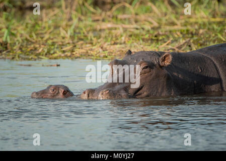 Ippopotami (Hippopotamus amphibius),diga con vitello neonato in acqua,Riserva Moremi,Chobe District,Botswana Foto Stock