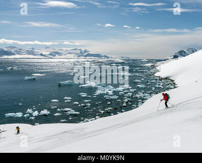 Femmina Sci alpino Sci alpinista in discesa in Antartide; Isola Rongé; penisola Arctowski Foto Stock