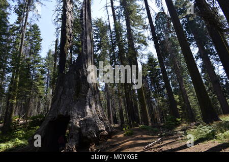 Gigantesco albero di Sequoia, il Parco Nazionale di Yosemite Foto Stock