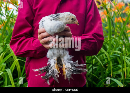 Ravvicinata di un ragazzo caucasico tenendo il pollo Foto Stock
