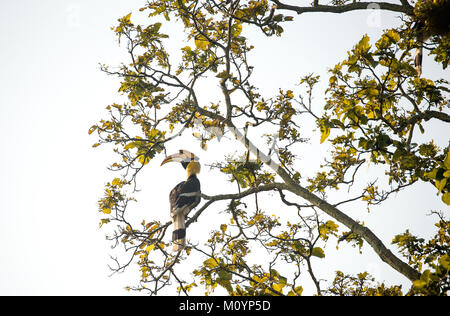 Grande Hornbill indiano nel parco di cittadino di Corbett Foto Stock