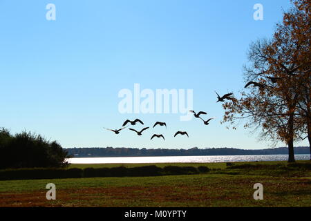 Oche di prendere il volo. Foto Stock