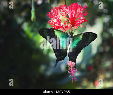 Mare Verde a coda di rondine (farfalla papilio lorquinianus) alimentazione su appeso hibiscus (lampada hibiscus) nettare Foto Stock