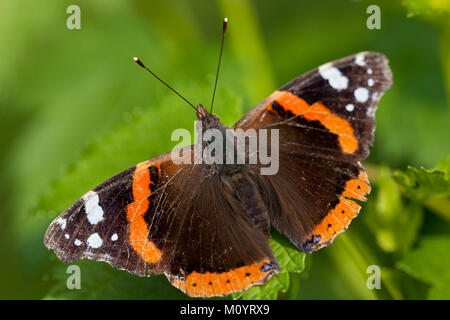 Primo piano della red admiral butterfly su erba verde foglia - macro shot di Vanessa Atalanta Foto Stock