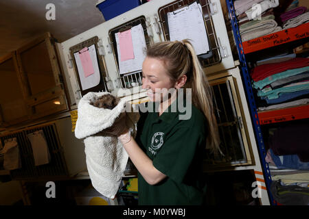 Il riccio raffigurato all'Brent Lodge ospedale per animali nelle vicinanze del Chichester, West Sussex, Regno Unito. Foto Stock