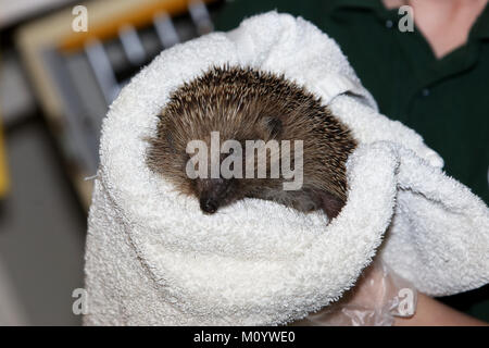 Il riccio raffigurato all'Brent Lodge ospedale per animali nelle vicinanze del Chichester, West Sussex, Regno Unito. Foto Stock