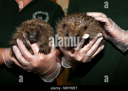 Il riccio raffigurato all'Brent Lodge ospedale per animali nelle vicinanze del Chichester, West Sussex, Regno Unito. Foto Stock