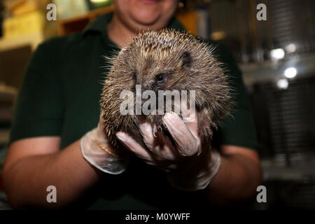 Il riccio raffigurato all'Brent Lodge ospedale per animali nelle vicinanze del Chichester, West Sussex, Regno Unito. Foto Stock