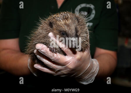 Il riccio raffigurato all'Brent Lodge ospedale per animali nelle vicinanze del Chichester, West Sussex, Regno Unito. Foto Stock