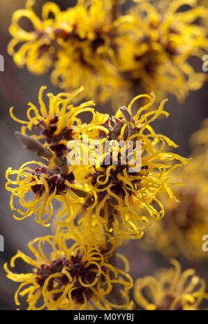 Hamamelis mollis "Pallida' - Zaubernuss Foto Stock