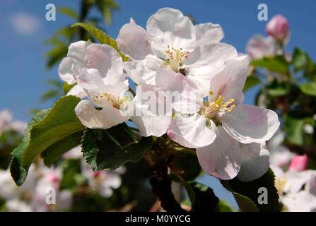 Malus 'Reanda' - Apfel Foto Stock