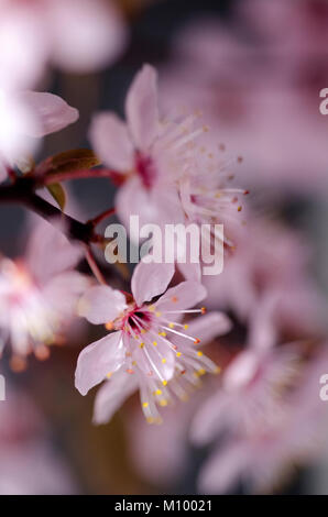 Prunus cerasifera 'Nigra' - Blutpflaume - Black cherry plum Foto Stock