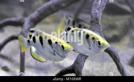 Brno, Repubblica Ceca. 25 gennaio, 2018. Archerfish (Toxotes) è visto in un acquario in zoo di Brno, Repubblica Ceca, il 25 gennaio 2018. Credito: Igor Zehl/CTK foto/Alamy Live News Foto Stock