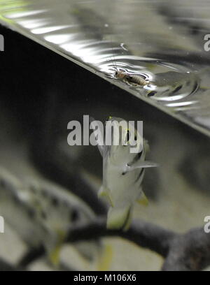 Brno, Repubblica Ceca. 25 gennaio, 2018. Archerfish (Toxotes) è visto in un acquario in zoo di Brno, Repubblica Ceca, il 25 gennaio 2018. Credito: Igor Zehl/CTK foto/Alamy Live News Foto Stock