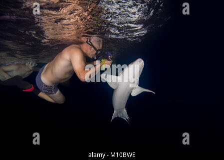 Oceano Indiano, Maldive. 5 Sep, 2017. Fotografo subacqueo prende un fulvo squalo nutrice Credito: Andrey Nekrasov/ZUMA filo/ZUMAPRESS.com/Alamy Live News Foto Stock