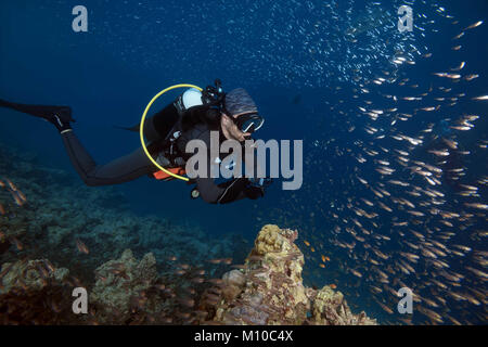 Oceano Indiano, Maldive. 5 Sep, 2017. Maschio di sub e scuola di pesce di vetro - Spazzatrice Pigmea Credito: Andrey Nekrasov/ZUMA filo/ZUMAPRESS.com/Alamy Live News Foto Stock