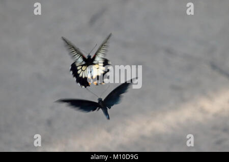 Wisley Gardens, Surrey, Regno Unito. Il 25 gennaio 2018. Due farfalle tropicali in serra a RHS Wisley nel Surrey. Credito: Julia Gavin/Alamy Live News Foto Stock