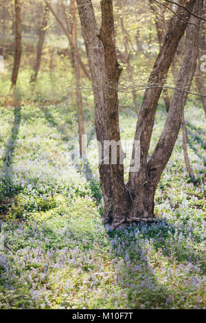 Bellissimi fiori viola nella foresta sping Foto Stock