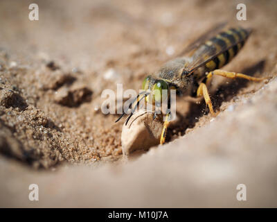 Bembix rostrata è di scavare un buco nella sabbia. Sabbia wasp trascinando una grande pietra Foto Stock