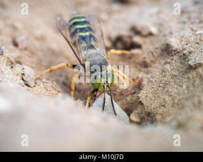 Bembix rostrata è di scavare un buco nella sabbia. Sabbia wasp trascinando una grande pietra Foto Stock