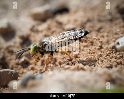 Bembix rostrata è di scavare un buco nella sabbia. Sabbia wasp Foto Stock