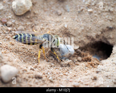 Bembix rostrata è di scavare un buco nella sabbia. Sabbia wasp trascinando una grande pietra Foto Stock