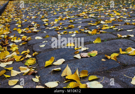 Giallo Foglie di autunno sul pavimento di pietre per pavimentazione closeup. Profondità di campo Foto Stock