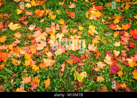Sfondo colorato di foglie autunnali in erba Foto Stock