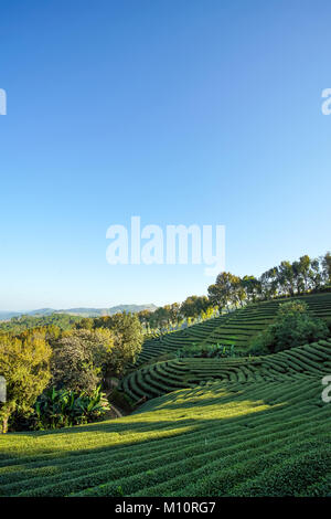 Bellissima scena di piantagione di tè in Doi Mae Salong, Chiang Rai Thailandia Foto Stock