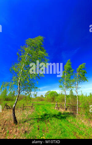 Vista panoramica di zone umide e prati della Biebrzanski Parco nazionale con il fiume Biebrza in Polonia Foto Stock