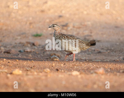 Crested Francolin (Dendroperdix sephaena) nel Parco Nazionale di Kruger, Sud Africa Foto Stock